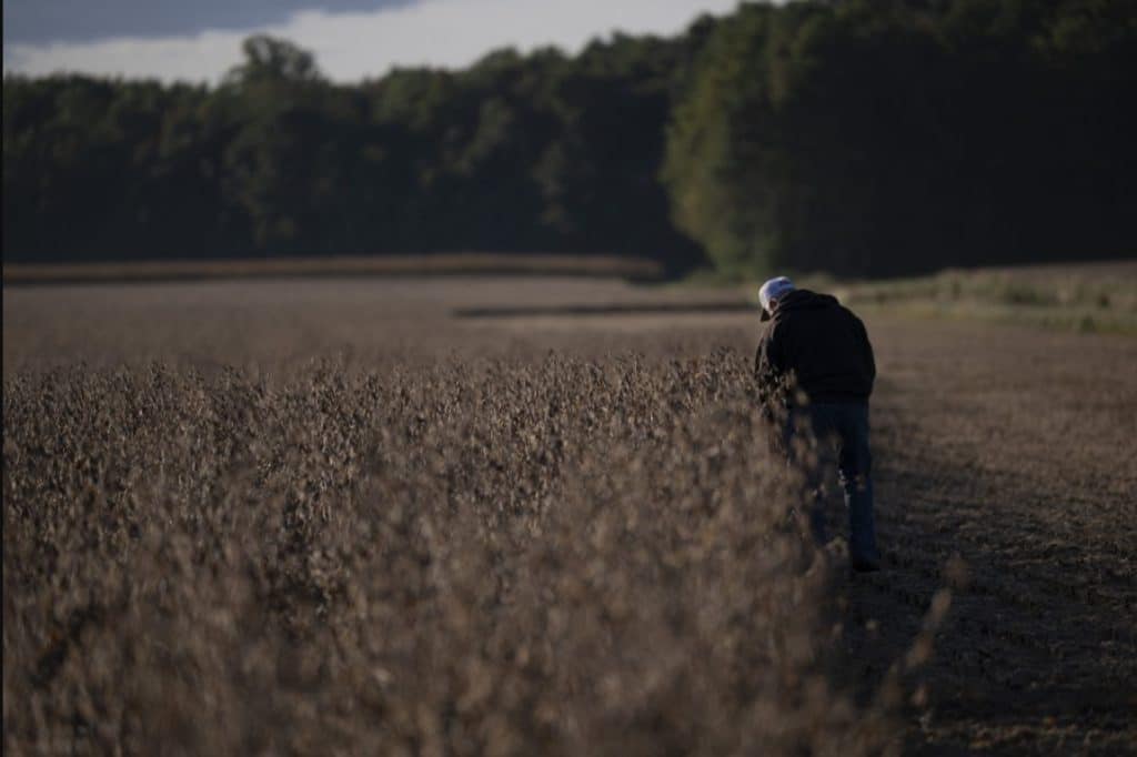 Farmer inspecting drought-affected crops amid rising fertilizer prices and farm bankruptcies